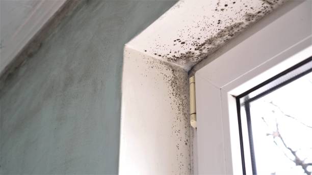 Best Commercial Mold Removal  in Northfield, OH