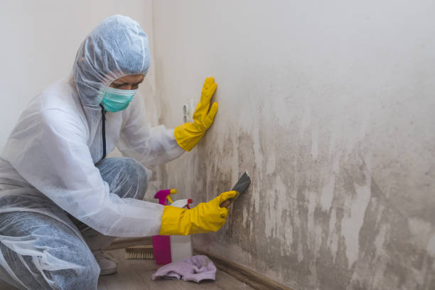 Best Toxic Mold Removal  in Northfield, OH