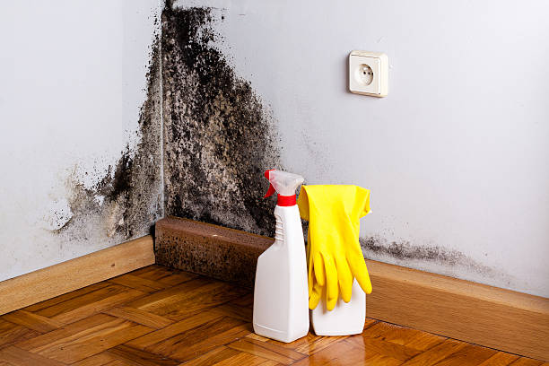 Attic Mold Removal in Northfield, OH