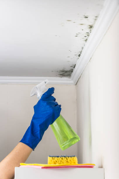 Best Commercial Mold Removal  in Northfield, OH