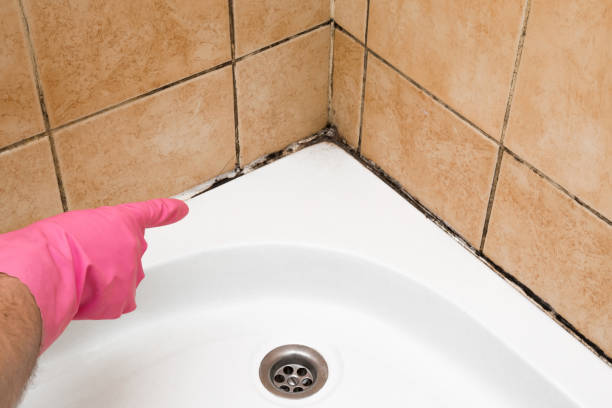 Best Black Mold Removal  in Northfield, OH